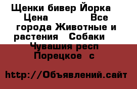 Щенки бивер Йорка  › Цена ­ 30 000 - Все города Животные и растения » Собаки   . Чувашия респ.,Порецкое. с.